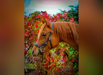 Árabe egipcio, Caballo castrado, 5 años, 154 cm, Alazán