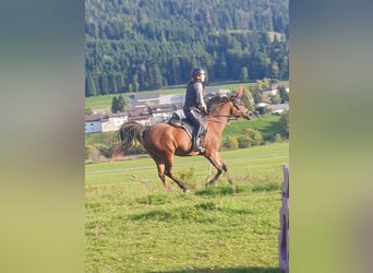 Árabe egipcio, Caballo castrado, 5 años, 156 cm, Castaño
