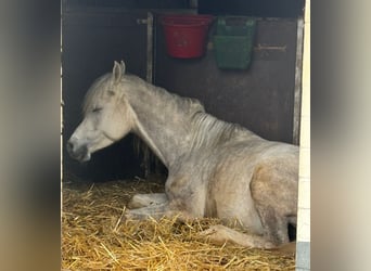 Árabe egipcio, Caballo castrado, 5 años, 158 cm, Tordo