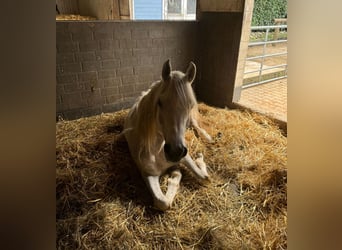 Árabe egipcio, Caballo castrado, 5 años, 158 cm, Tordo