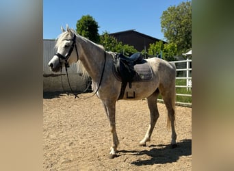Árabe egipcio, Caballo castrado, 5 años, 158 cm, Tordo