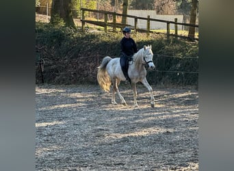 Árabe egipcio, Caballo castrado, 5 años, 158 cm, Tordo
