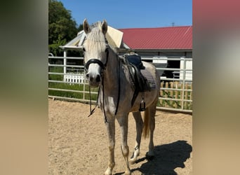 Árabe egipcio, Caballo castrado, 5 años, 158 cm, Tordo