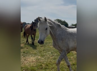 Árabe egipcio, Caballo castrado, 5 años, 158 cm, Tordo