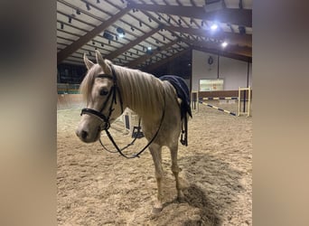 Árabe egipcio, Caballo castrado, 5 años, 158 cm, Tordo