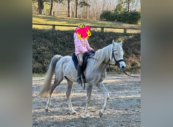 Árabe egipcio, Caballo castrado, 5 años, 158 cm, Tordo