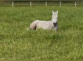 Árabe egipcio, Caballo castrado, 5 años, 158 cm, Tordo