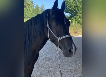 Árabe egipcio, Caballo castrado, 7 años, 150 cm, Negro