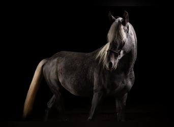 Árabe egipcio, Caballo castrado, 8 años, 161 cm, Tordo rodado