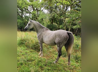 Árabe egipcio, Caballo castrado, 8 años, 162 cm, Tordo