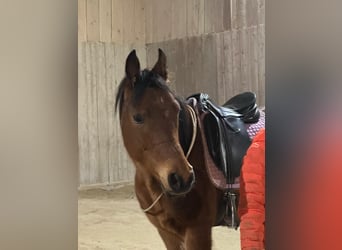 Árabe egipcio, Caballo castrado, 9 años, 156 cm, Castaño