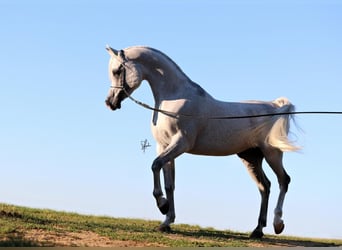 Árabe egipcio, Semental, 12 años, 155 cm, Tordo