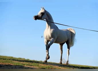 Árabe egipcio, Semental, 12 años, 155 cm, Tordo