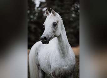 Árabe egipcio, Semental, 14 años, Tordo picazo