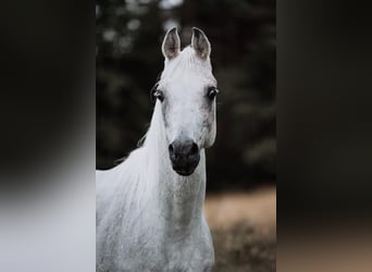 Árabe egipcio, Semental, 14 años, Tordo picazo