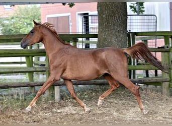 Árabe egipcio, Semental, 18 años, 154 cm, Alazán