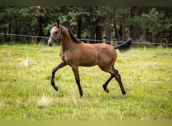 Árabe egipcio, Semental, 1 año, 144 cm, Castaño