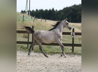 Árabe egipcio, Semental, 1 año, 153 cm, Tordo