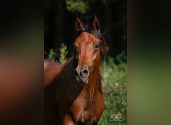 Árabe egipcio, Semental, 1 año, 155 cm, Castaño