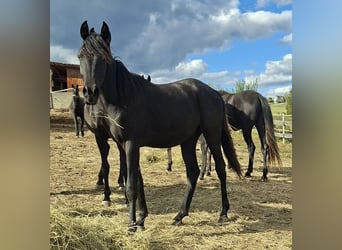 Árabe egipcio, Semental, 1 año, 155 cm, Negro
