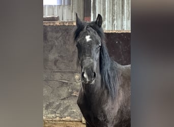 Árabe egipcio, Semental, 2 años, 134 cm, Negro