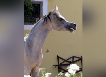 Árabe egipcio, Semental, 2 años, 155 cm, Tordo