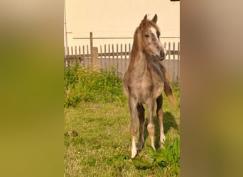 Árabe egipcio, Semental, 2 años, 155 cm, Tordo ruano