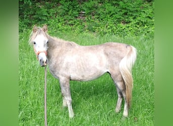 Árabe egipcio, Semental, 2 años, 155 cm, Tordo ruano