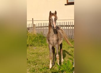 Árabe egipcio, Semental, 2 años, 155 cm, Tordo ruano