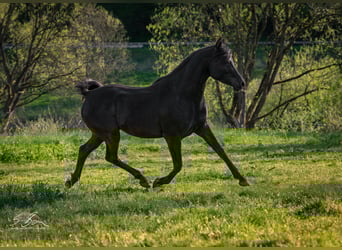 Árabe egipcio, Semental, 3 años, 155 cm, Negro