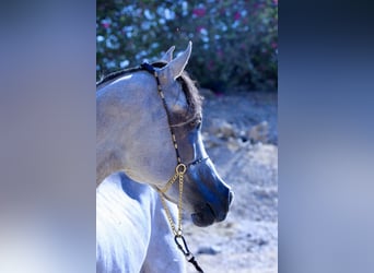 Árabe egipcio, Semental, 6 años, 160 cm, White/Blanco