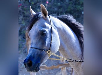 Árabe egipcio, Semental, 6 años, 160 cm, White/Blanco