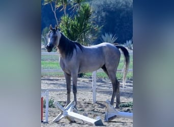 Árabe egipcio, Semental, 6 años, 160 cm, White/Blanco