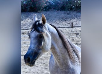 Árabe egipcio, Semental, 6 años, 160 cm, White/Blanco