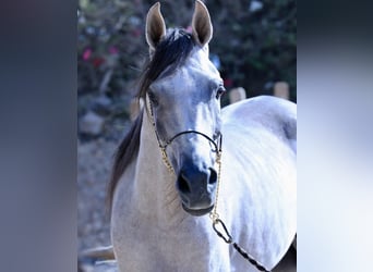 Árabe egipcio, Semental, 6 años, 160 cm, White/Blanco