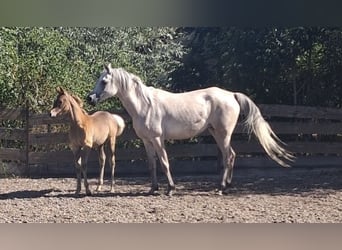 Árabe egipcio, Semental, Potro (05/2026), Tordo