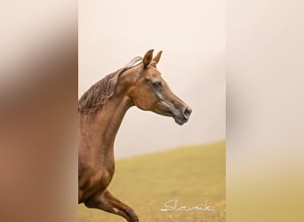 Árabe egipcio, Yegua, 14 años, 150 cm, Alazán-tostado