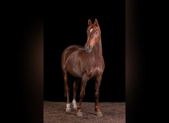 Árabe egipcio Mestizo, Yegua, 16 años, 155 cm, Alazán-tostado