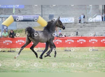 Árabe egipcio, Yegua, 1 año, Tordo