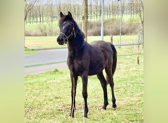 Árabe egipcio, Yegua, 3 años, 140 cm, Negro