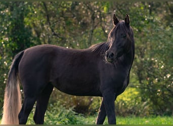 Árabe egipcio, Yegua, 3 años, 150 cm