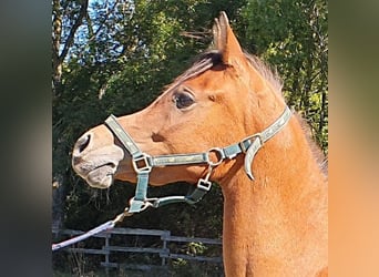 Árabe egipcio, Yegua, 4 años