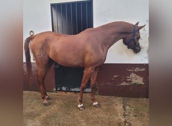Árabe egipcio, Yegua, 5 años, 160 cm, Alazán