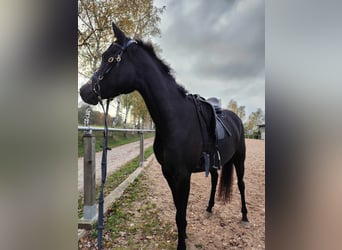 Árabe egipcio, Yegua, 6 años, 148 cm, Negro