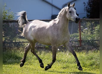 Árabe egipcio, Yegua, 6 años, 152 cm, Tordo