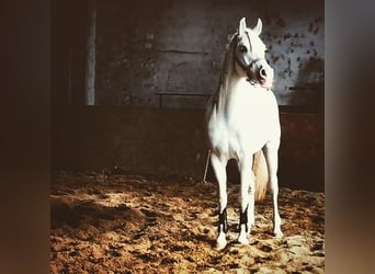 Arabe égyptien, Étalon, 14 Ans, Gris