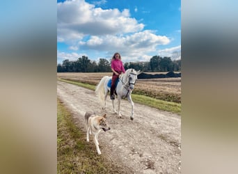 Arabe égyptien, Étalon, 14 Ans, Gris