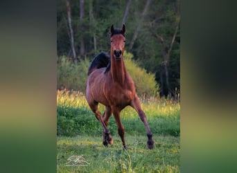 Arabe égyptien, Étalon, 2 Ans, 155 cm, Bai