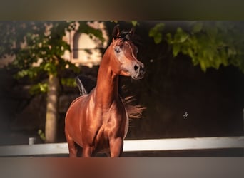 Arabe égyptien, Étalon, 3 Ans, 158 cm, Bai