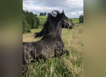 Arabe égyptien, Étalon, 7 Ans, 152 cm, Noir